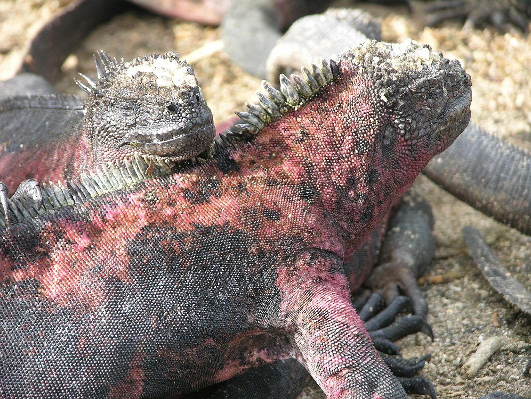 Galapagos 3-1-04 Espanola Punta Suarez Marine Iguanas Close Up